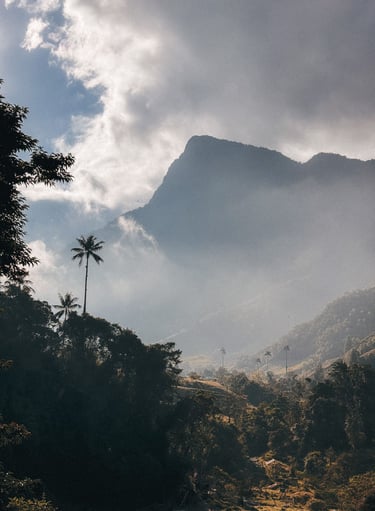 Cocora Vally in the morning, Salento in Colombia