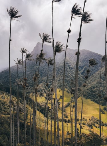 Cocora Valley in Salento, Colombia