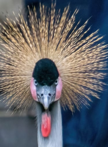 Exp Virtual Jose Ferri II - 8