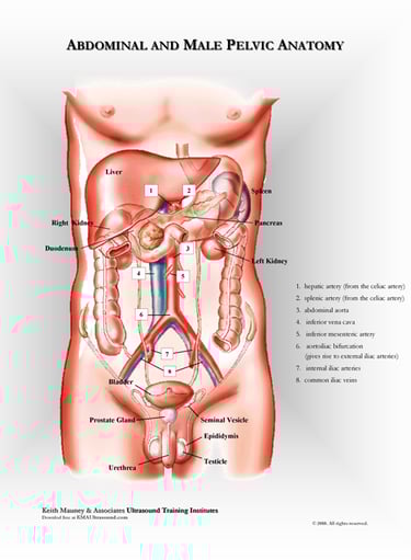 Abdominal organ anatomy chart.