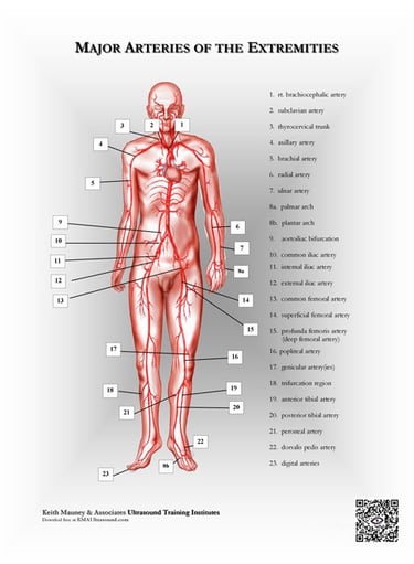 Major arteries of the body anatomy chart..