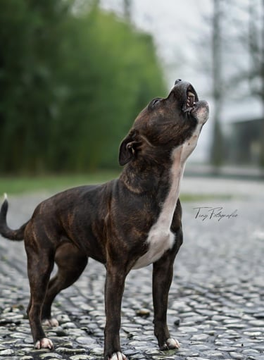 Bellernder Hund