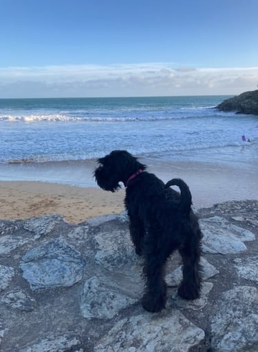 Coucher de soleil avec Schnauzer nain