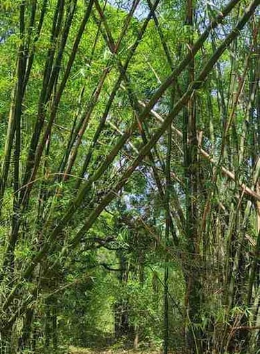 “Ground-level view of mature bamboo forest floor for bamboo salt raw material sourcing”