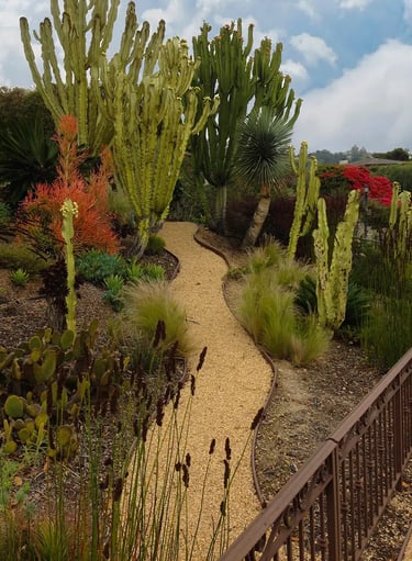 Curvy stone pathway in cactus and succulent Santa Barbara garden.