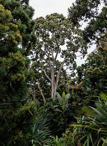 Native New Zealand Flora and Fauna