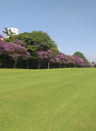 compensação ambiental e plantio de mudas