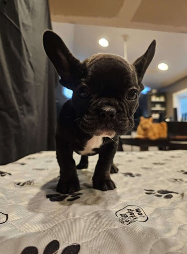 Puppies for Sale 