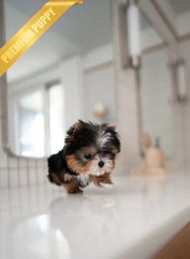 Puppies for Sale 