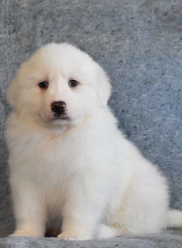 Puppies for Sale 
