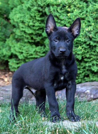 Puppies for Sale 