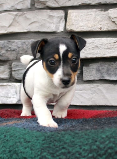 Puppies for Sale 