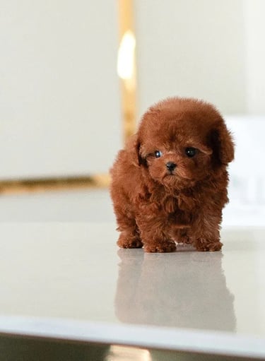 Puppies for Sale 
