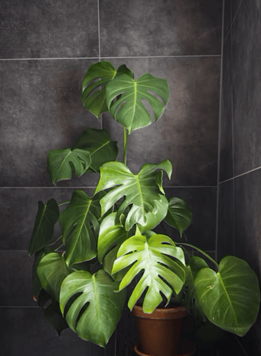Plantes vertes pour la touche zen de la salle de bain