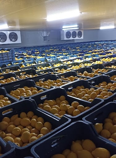 Mersin erdemli limon muhafaza odası