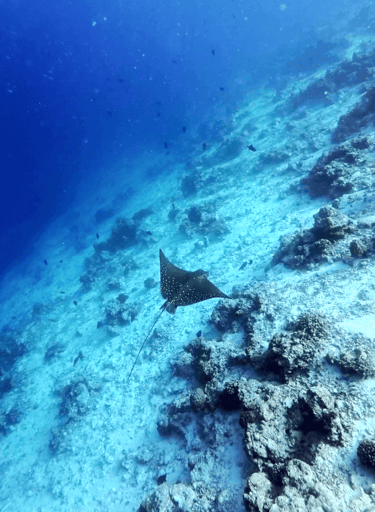 kudadoo maldives snorkelling ray
