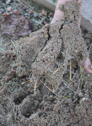 Child's hand covered with wet sand and grass.