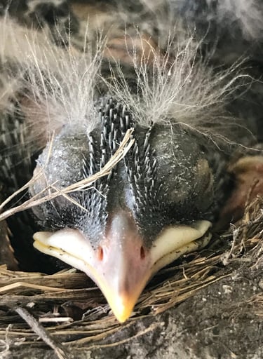 Newly born little bird with closed eyes and beak supported on the nest's edge.