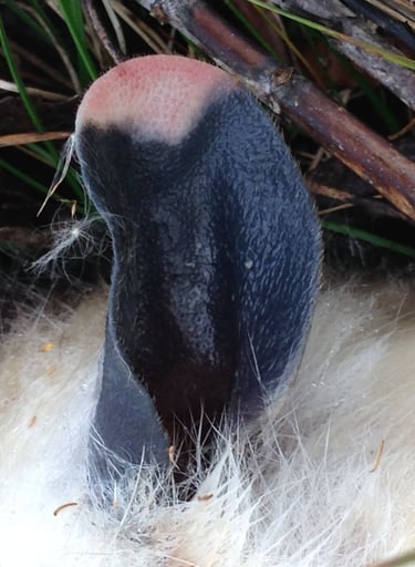 An ear of unknown animal sticking out of furry mass and grass.