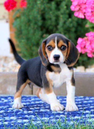 Puppies for Sale 