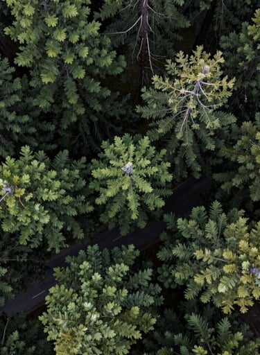 A top-down drone photograph looking directly into the lush green heart of a Sequoia canopy. The dark green branches form a complex, radial pattern. The scale is immense, with the dark slate gray asphalt of a street visible far below the branches.