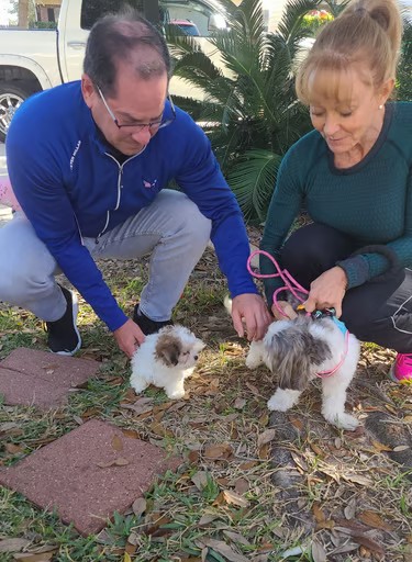 Black and White Mal-Shi Dog with White and Brown Mal-Shi Puppy with Parents