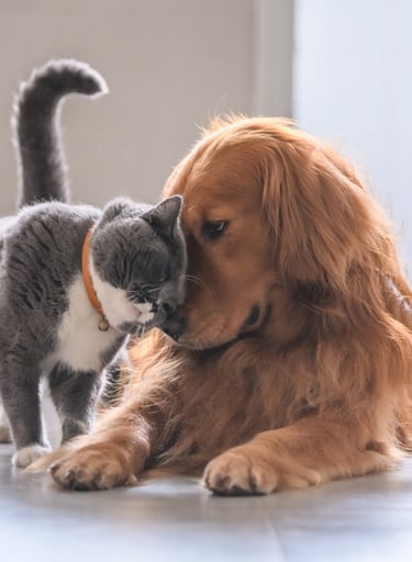 dog and cat