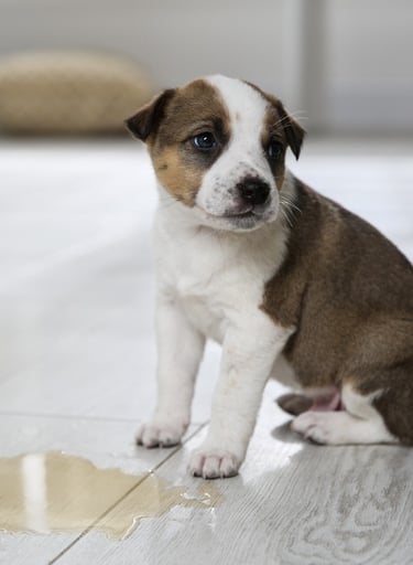 Dog peeing inside the house