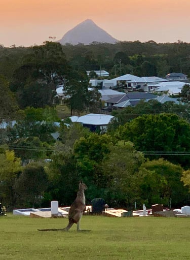 Kangaroo in Cooroy cemetery