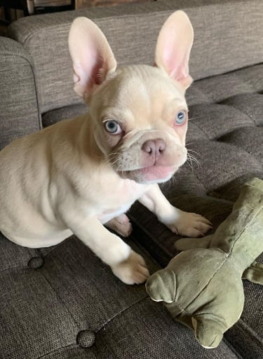 "französisch bulldoggen