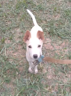 Paper from Animal Aid Kenya