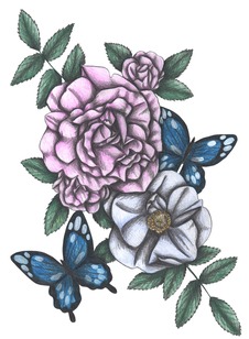 Hand-drawn floral illustrations featuring pink and light blue roses surrounded by their leaves and by blue butterflies 