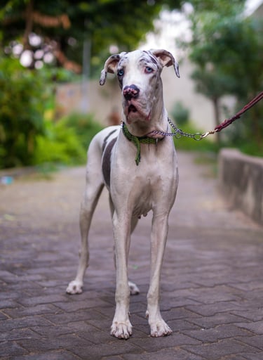 a dog is standing on a brick walkway