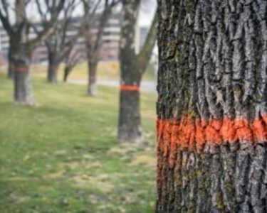 Tree infected with EAB and marked for removal
