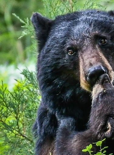 Adult black bear and cub