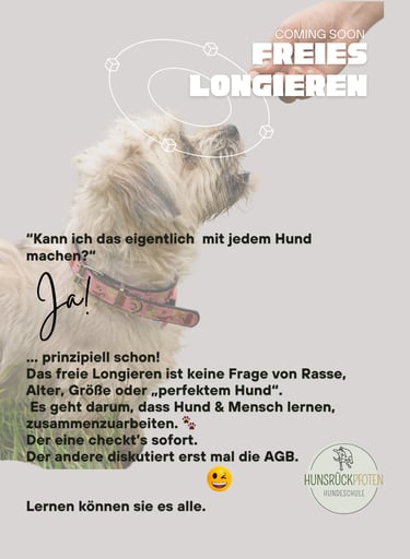 Kleiner Hund blickt zu einem Leckerli hoch beim Freifolge-Training in der Hundeschule Hunsrückpfoten