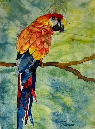 Parrot with plumage in reds, oranges and yellows and dark tail feathers perched on a branch
