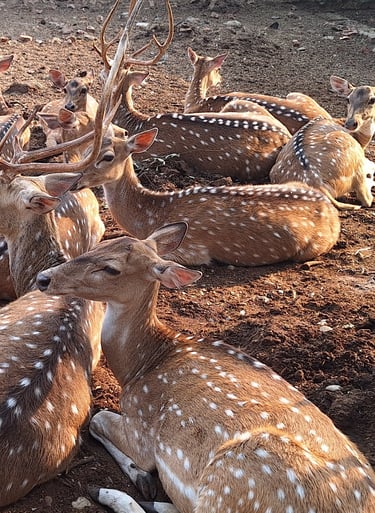 spotted deers in Bardiya
