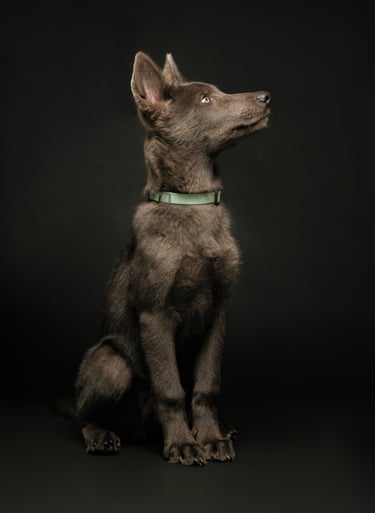 Portrait chien studio finistère brest