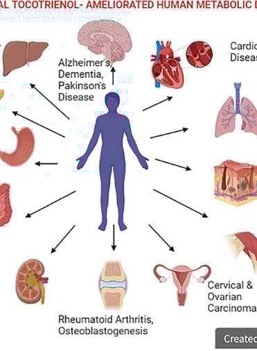 Tocotrienol Ameliarated Human Metabolic Diseases