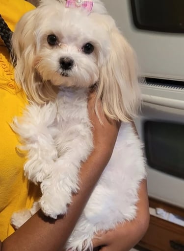 Beautiful White Mal-Shi Puppy in arms in Texas