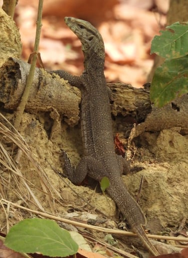 monitor lezard in Bardiya
