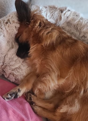 Rose sleeping soundly in the Furr Lap, Pet Lap Bed