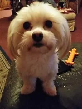 Maltipoo Aggression