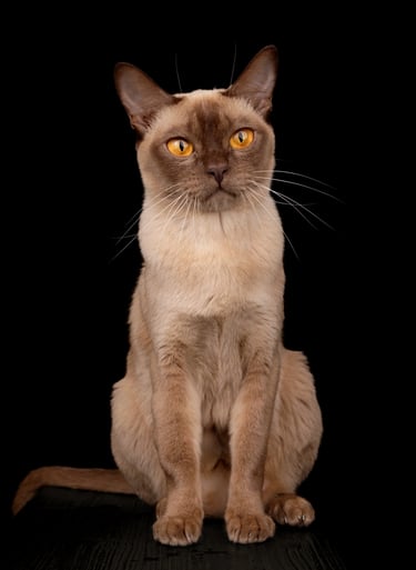 Chocolate Burmees poes