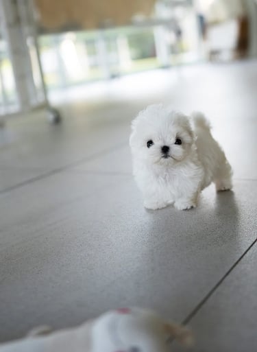 Puppies for Sale