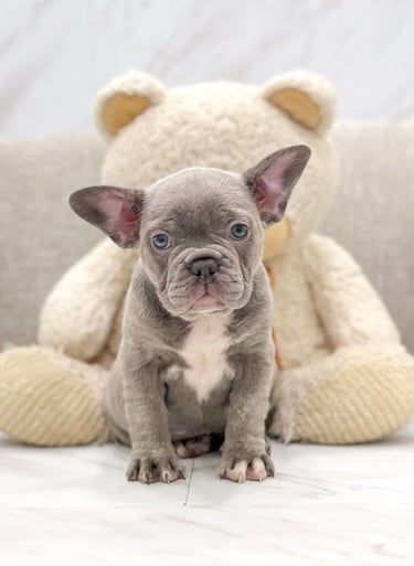 Puppies for Sale