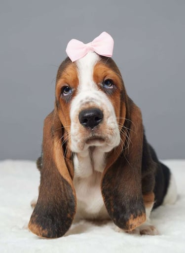 Puppies for Sale