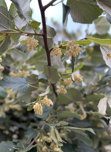 a tree with yellow flowers and green leaves