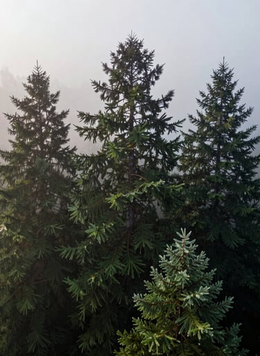 Drone photography of a sequoia's upper canopy during a misty morning in Eugene, Oregon. The dark green needles are covered in dew, reflecting the soft off-white light of the overcast sky.